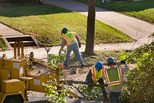 Best Storm Damage Tree Cleanup  in East Farmingdale, NY