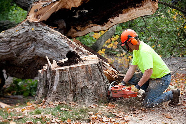 Best Tree Trimming and Pruning  in East Farmingdale, NY