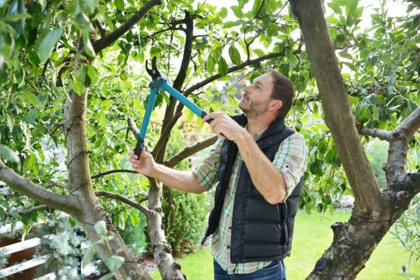 Best Fruit Tree Pruning  in East Farmingdale, NY